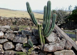 Cercos de piedra