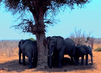 Crónicas de África I