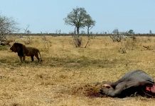 Crónicas de África II
