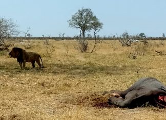 Crónicas de África II