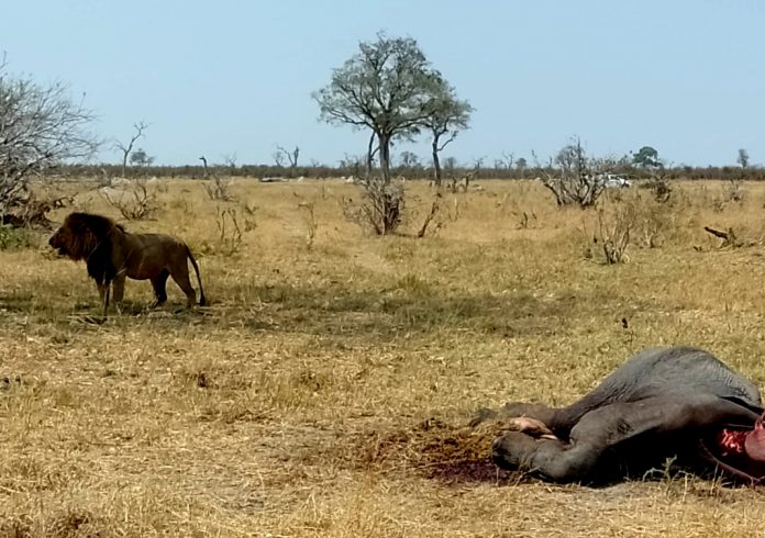 a.uy_20221221_africa II